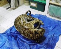 Le jaguar doit décongeler avant l'intervention
